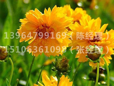 大花金鸡菊