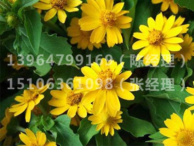 金鸡菊