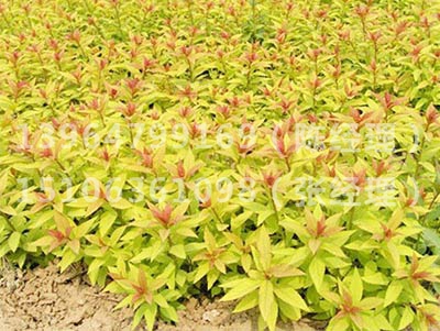 金山绣线菊