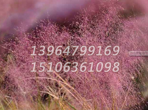 粉黛乱子草