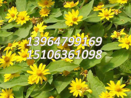 皇帝菊