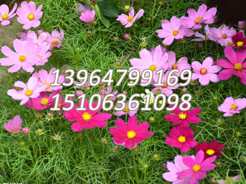 波斯菊