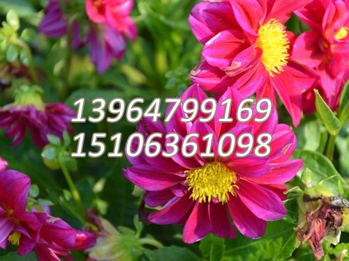 小丽花