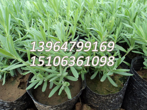 盆栽薰衣草