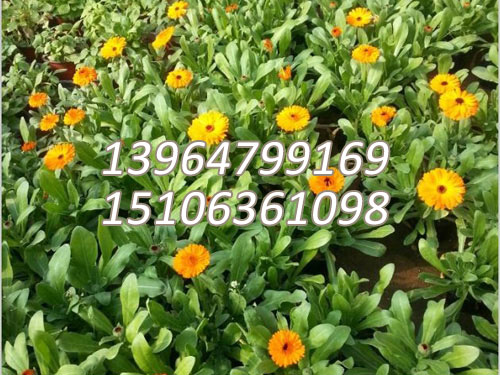 金盏菊