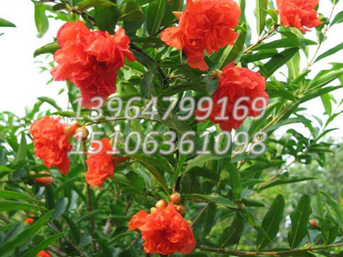 花石榴