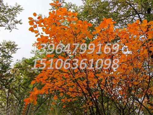 黄栌