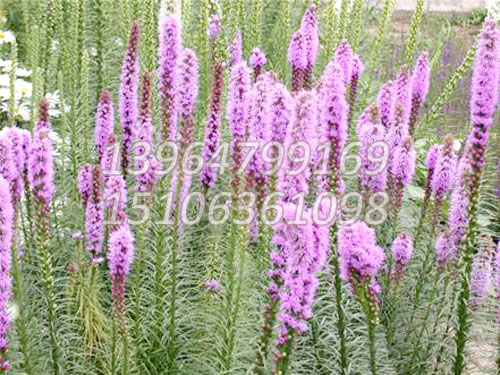 蛇鞭菊