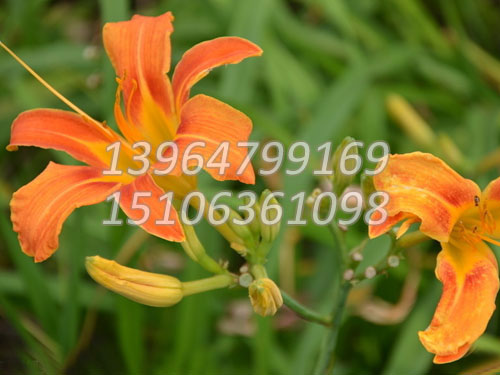 大花萱草