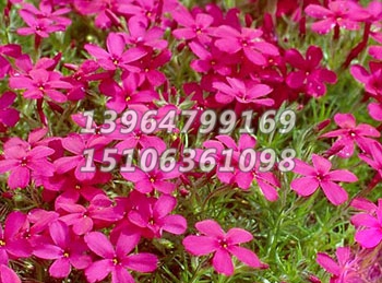 丛生福禄考（芝樱）