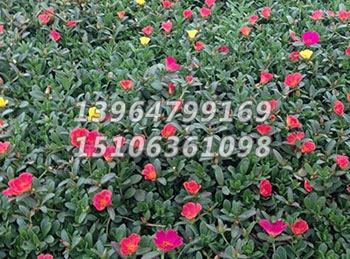 马齿苋（太阳花）