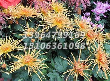大菊花