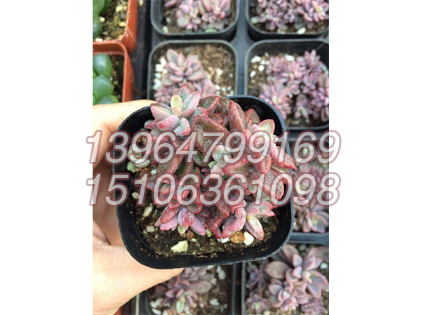 紫心