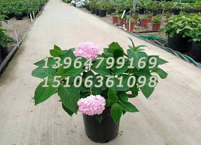 木绣球