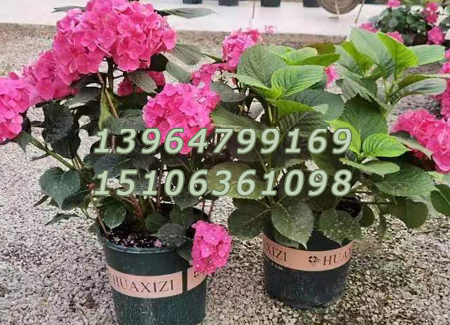 八仙花