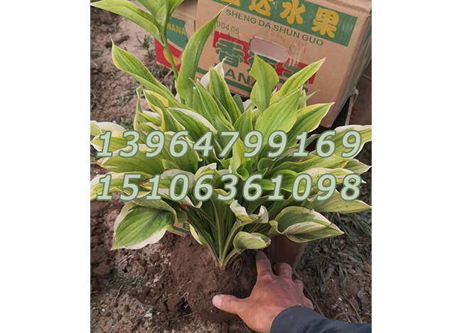 金边玉簪