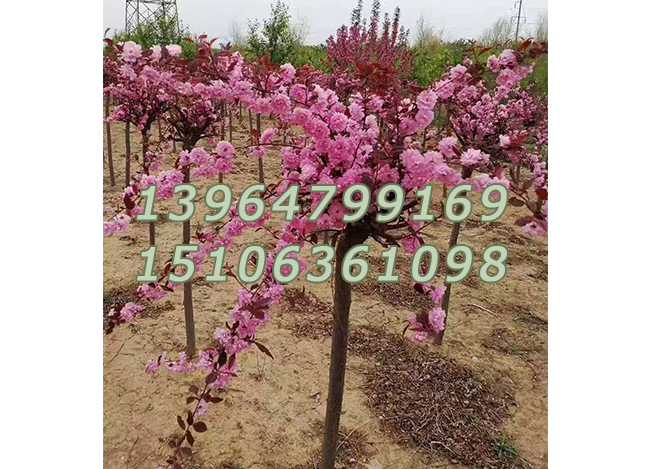 红叶榆叶梅