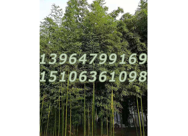 银环竹