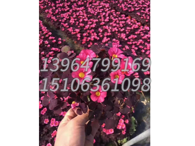 芙蓉酢浆草
