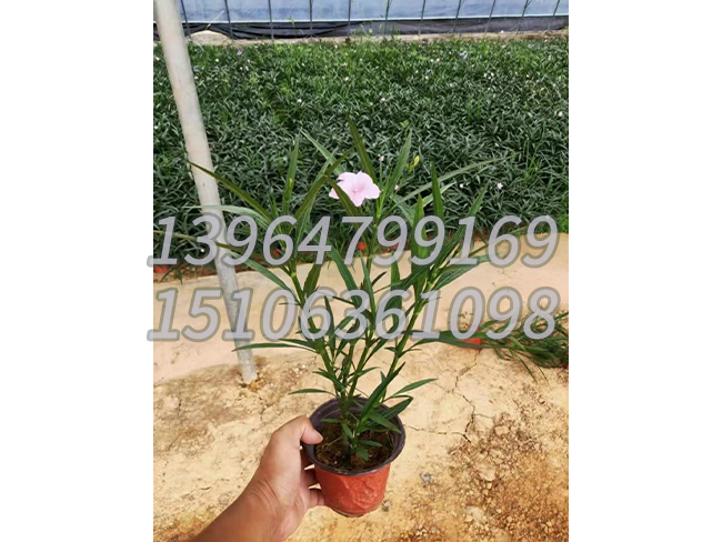 翠芦莉