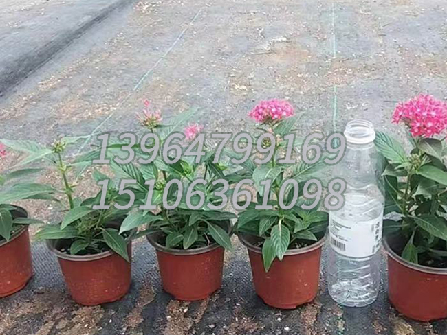 繁星花