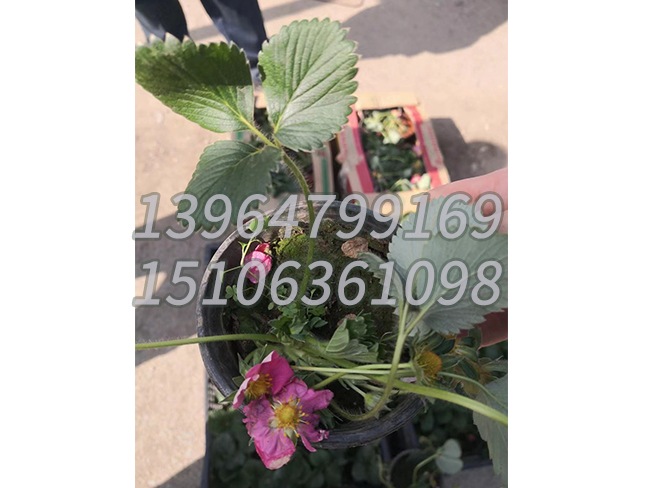 红花草莓