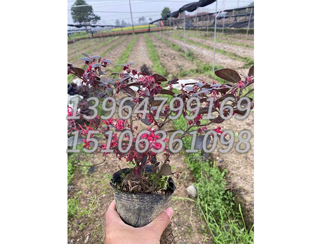 红花继木