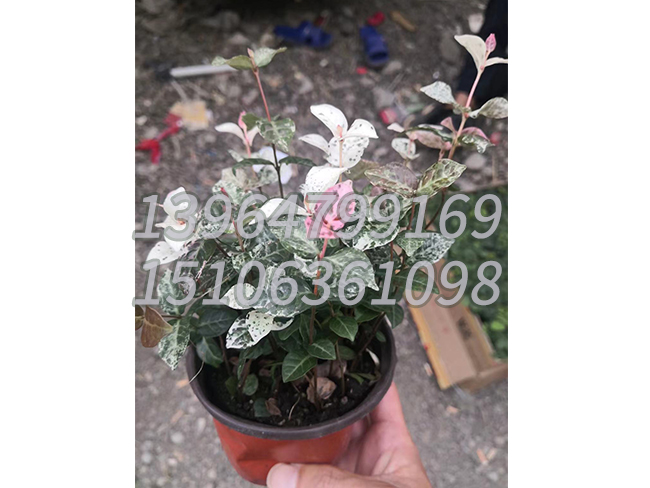 花叶络石
