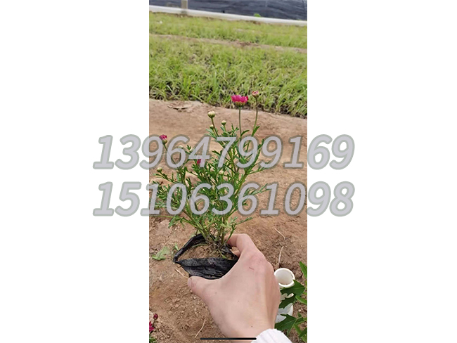 玛格丽特
