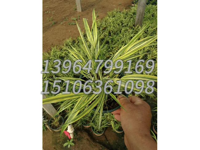 箱根草