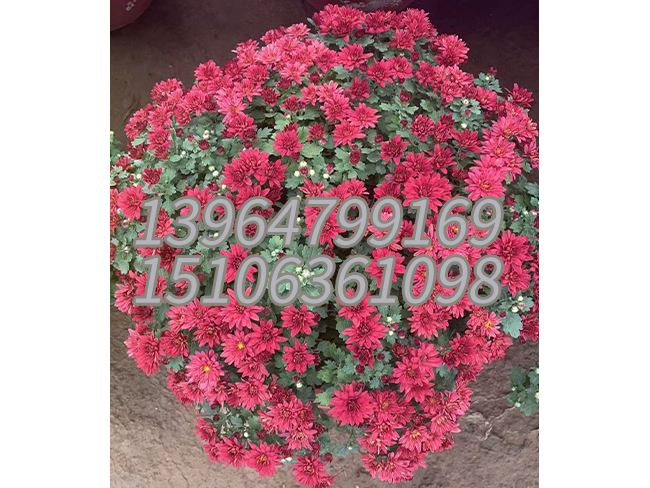 球菊
