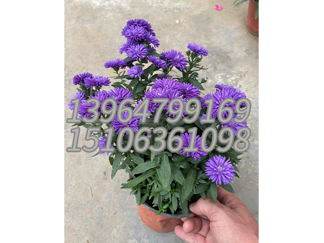 丹麦翠菊