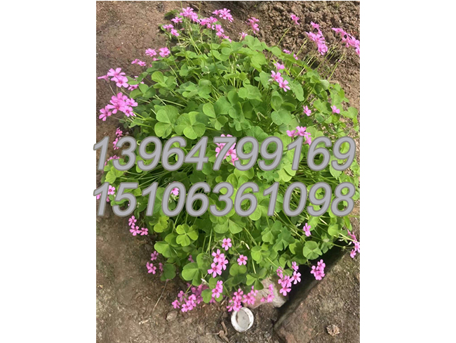 红花草