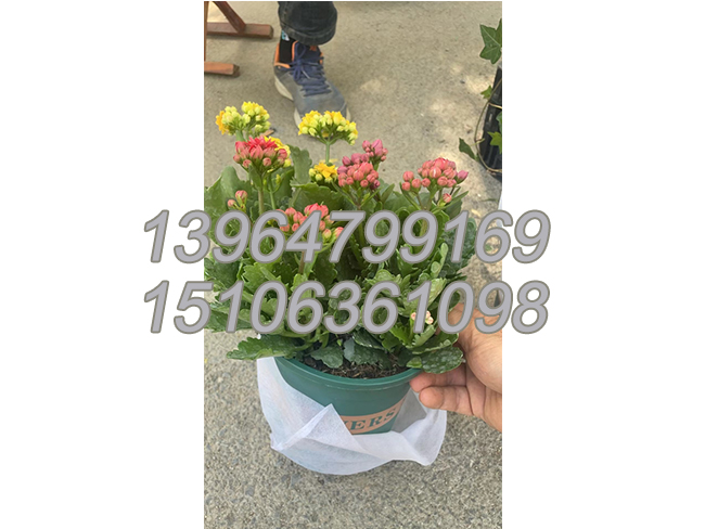 长寿花