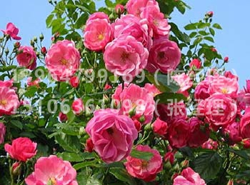 丰花月季