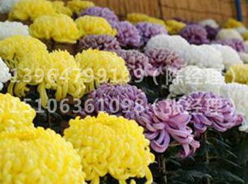 独头菊花