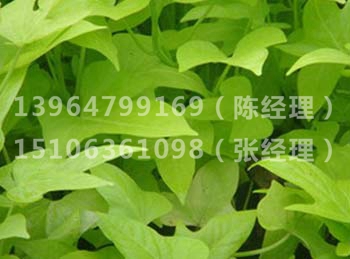 金叶薯