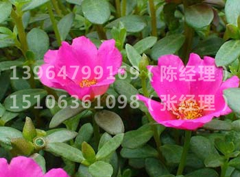 太阳花