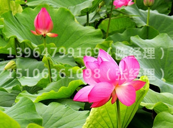 水芙蓉